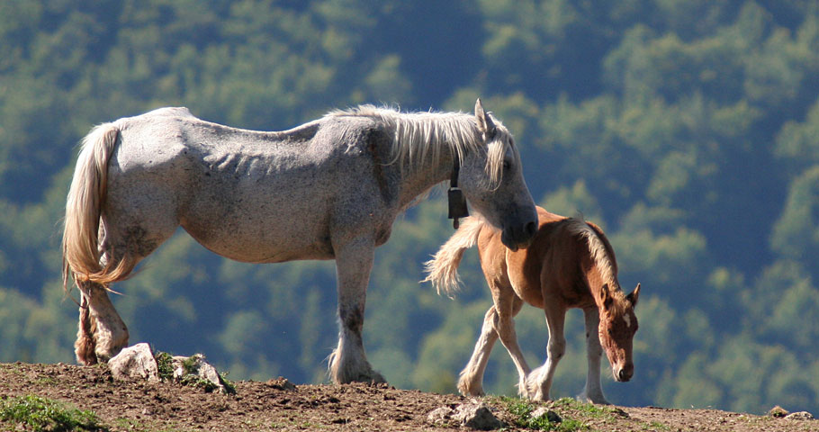 Cavalli del Mugello 4(EN) Cavalli del Mugello 4(EN)