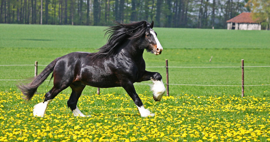 Holiday horseback excursions Tuscany Tenuta Il Cerro Horse riding near Florence equestrian Mugello nature holidays Holiday horseback excursions Tuscany Tenuta Il Cerro Horse riding near Florence equestrian Mugello nature holidays