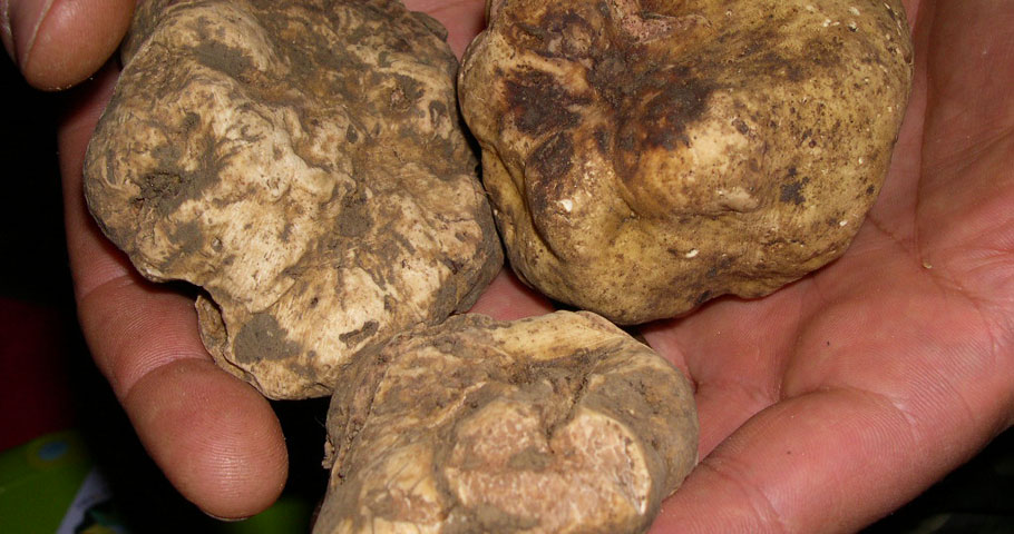 Holiday in historical villa Mugello Tenuta Il Cerro Accommodation historic houses quality cuisine Tuscan specialties